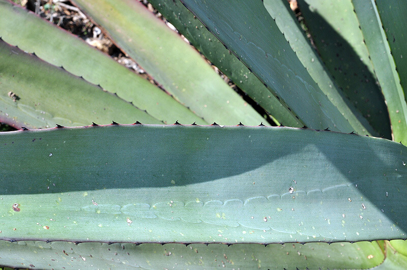 Agave fourcroydes 